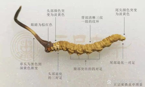 鲫鱼茶叶汤有什么功效网 - 为你提供鲫鱼茶叶汤功效与作用、鲫鱼煮茶叶能降血糖吗